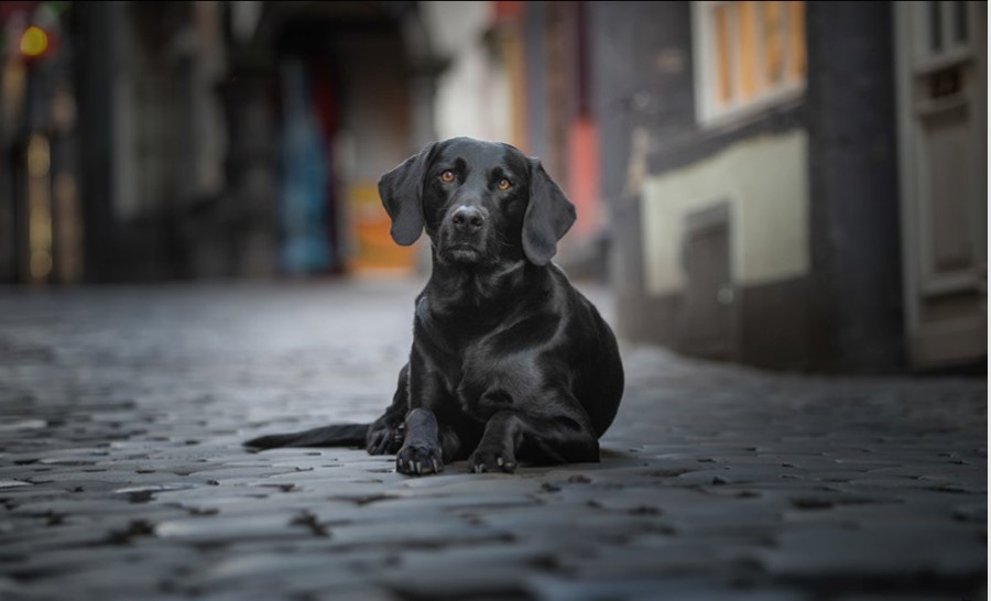hund-fotoprofi