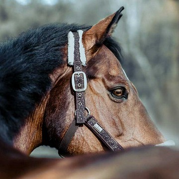 Pferdefotografie auf der Reitsportanlage Wöhr
