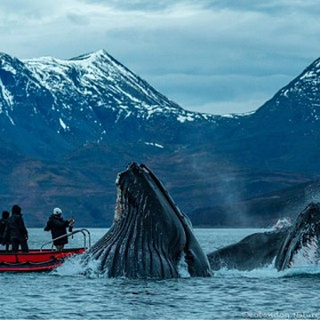 Fotoreise - Orca Camp in Norwegen